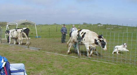 Suzie herding cattle