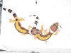 two geckos