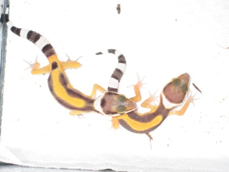 two geckos