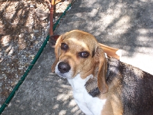 Lucy Lou