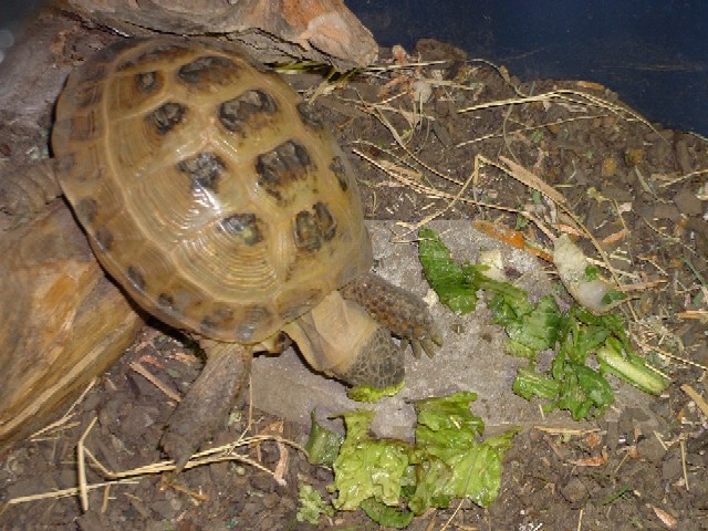 Dima eating