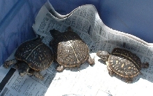 Ornate babies