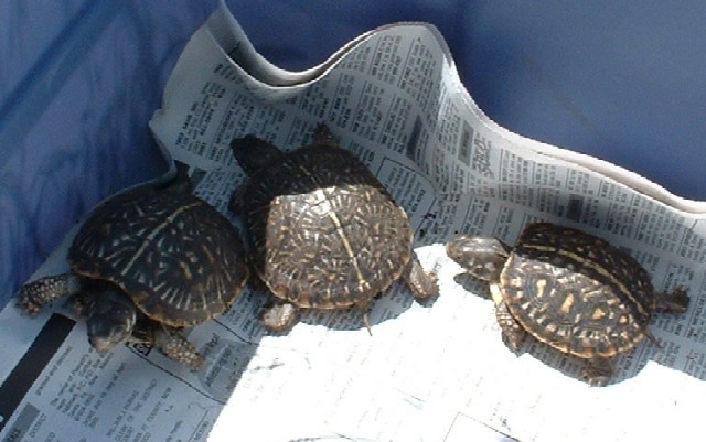 Ornate babies