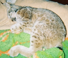Baby Ta sleeping