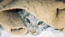 Baby Ta playing