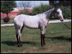 Colidas Hi Elegant