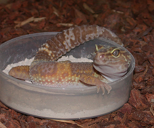 Fire Belly