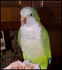Merlin