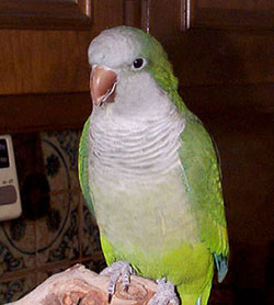 Merlin