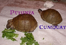 Petunia & Cumquat. Rescue Boxies. :)
