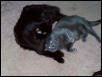 Shadow & Taz