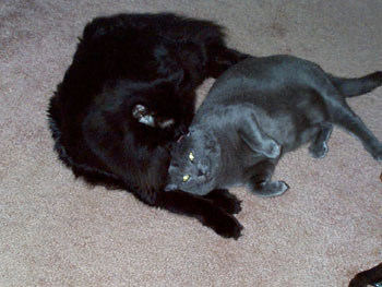 Shadow & Taz