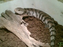 Savannah