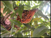 MadBoa