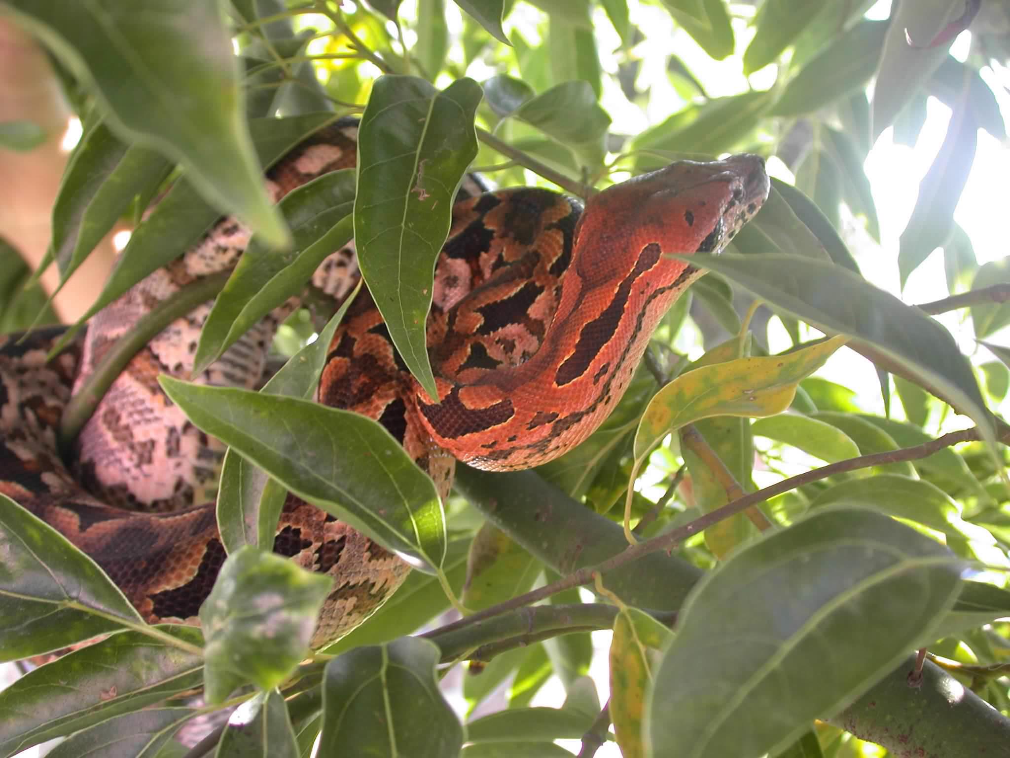 MadBoa