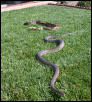 Suri and Olive