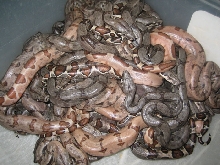 Ball of Boas!