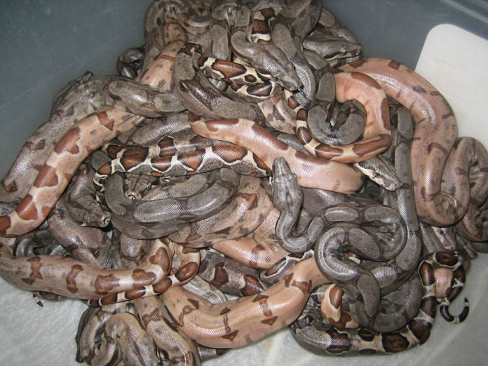 Ball of Boas!