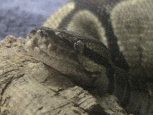 Ball Python