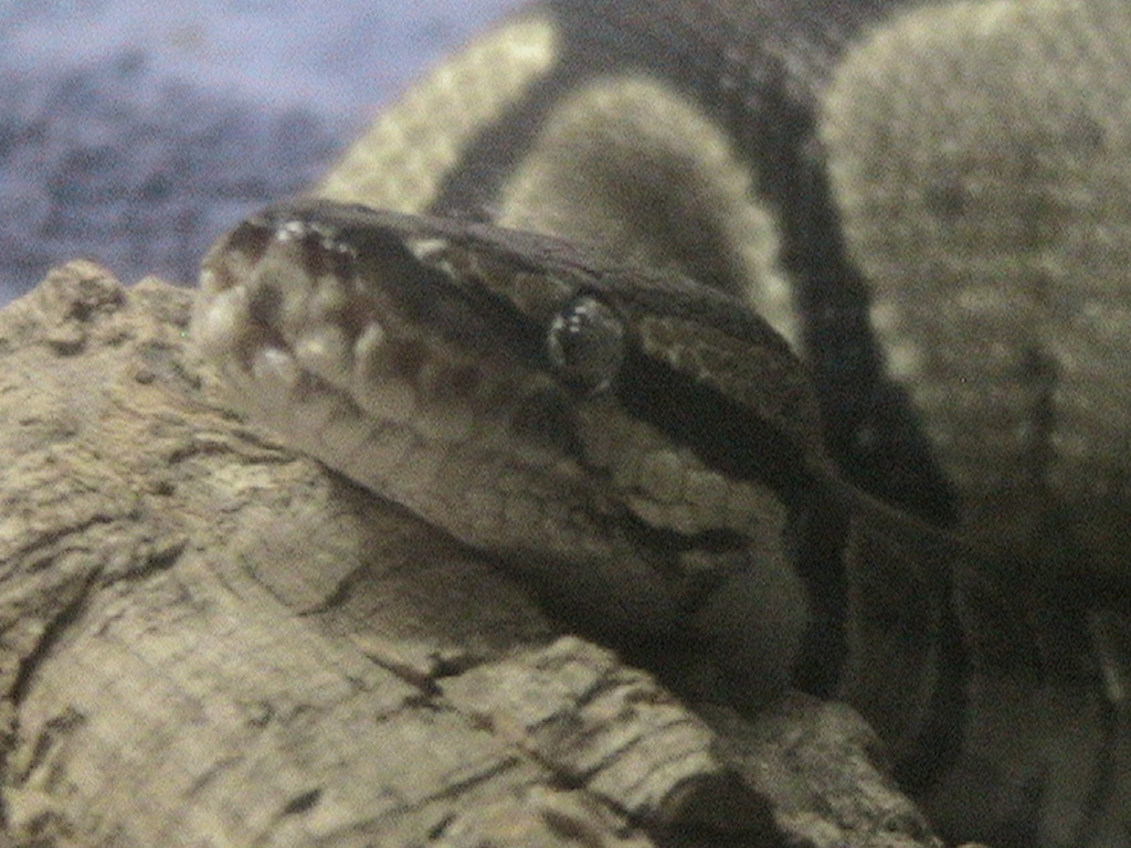 Ball Python