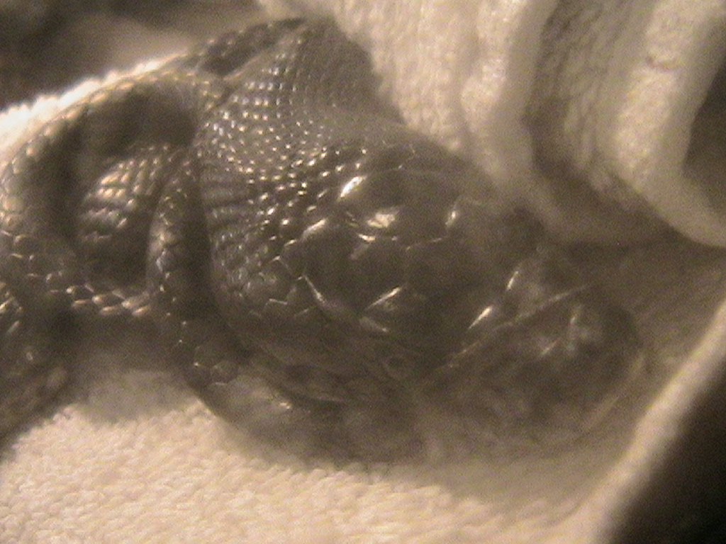 BlackRat1