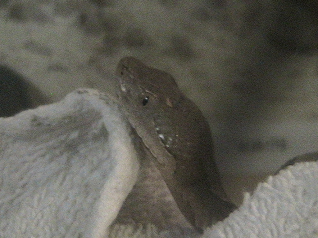 Copperhead