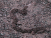 Copperhead2