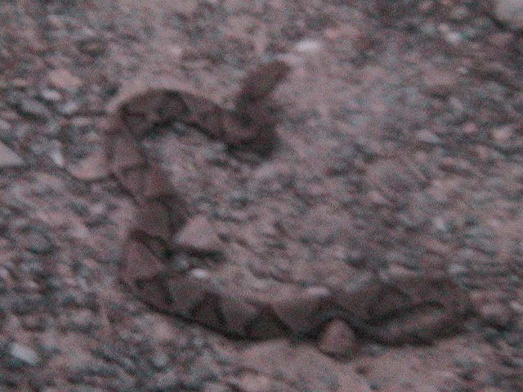 Copperhead2