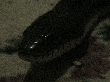 Black Rat Snake