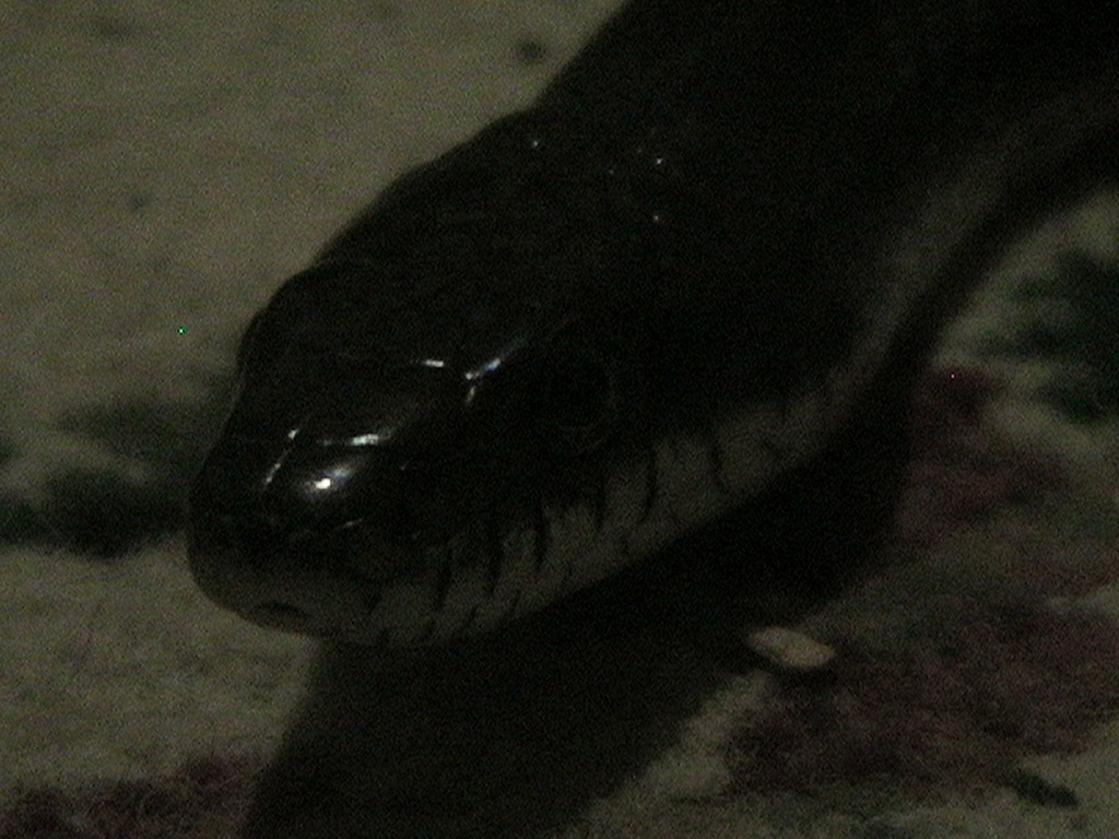 Black Rat Snake