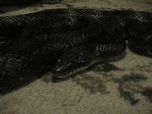 Black Rat Snake