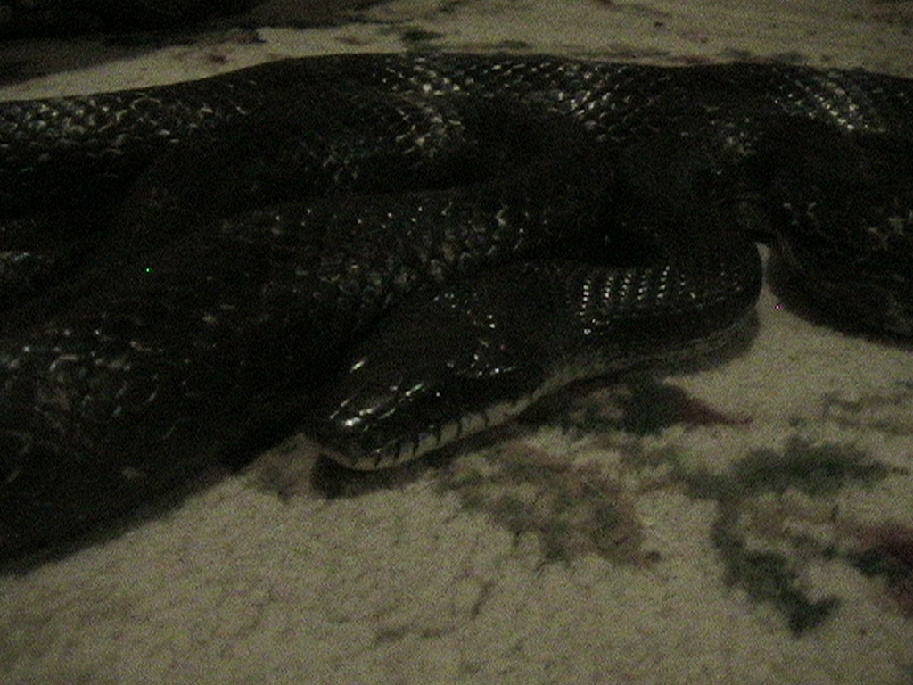Black Rat Snake