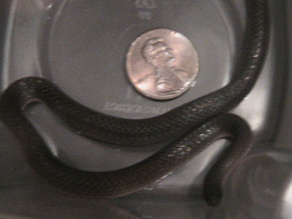 Worm Snake?