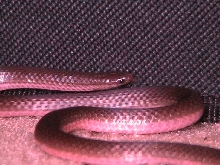Worm Snake