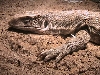 Savannah Monitor!