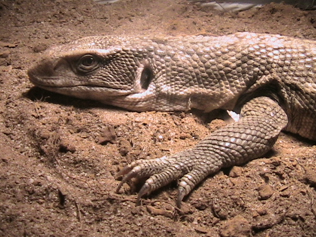 Savannah Monitor!