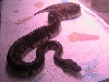 Ball Python