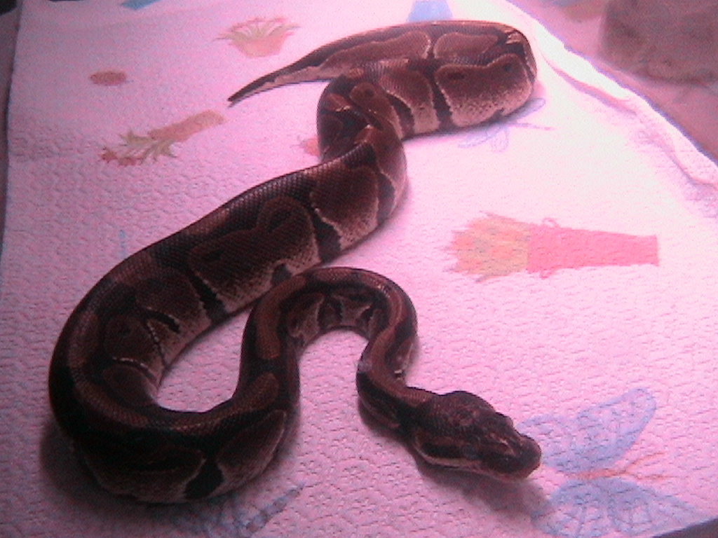 Ball Python