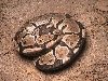 Ball Python3