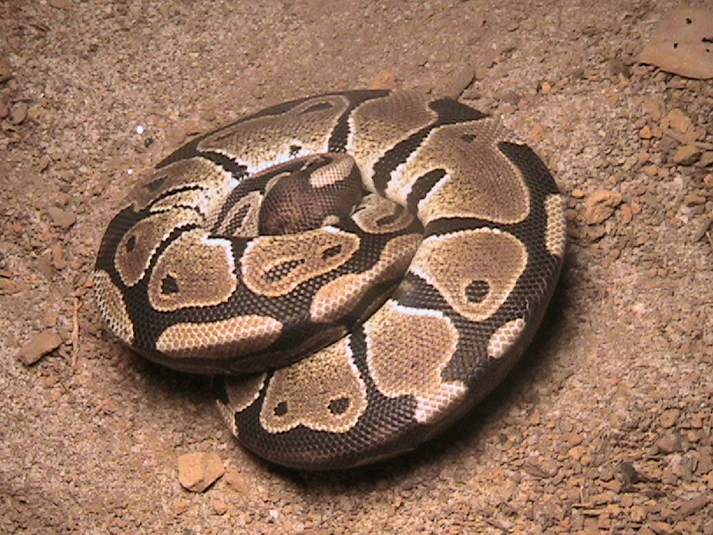 Ball Python3