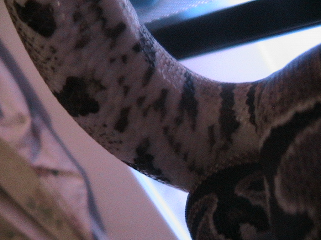 pythonbelly1