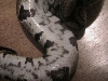 pythonbelly2