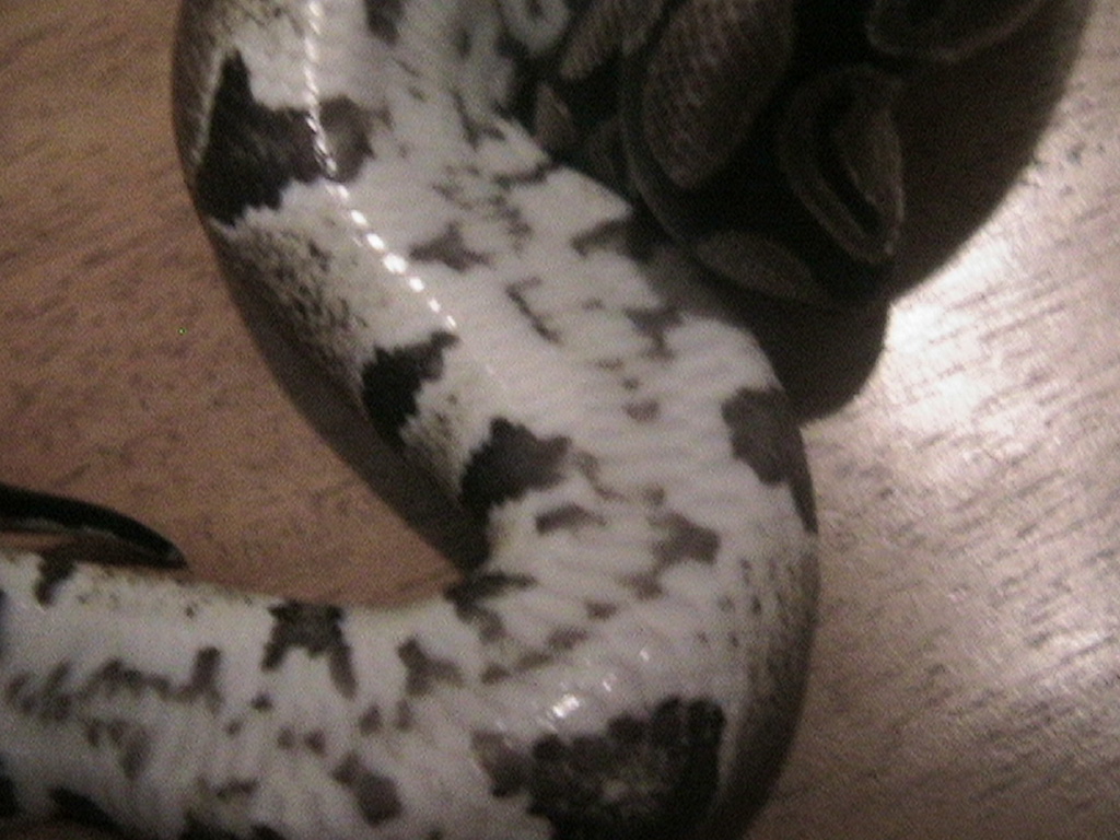 pythonbelly2