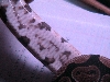 pythonbelly3