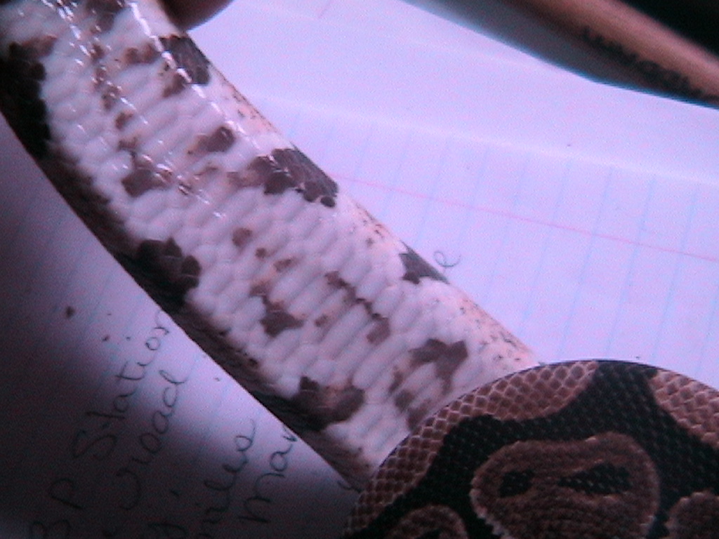 pythonbelly3