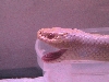 lcaliforniakingsnakel
