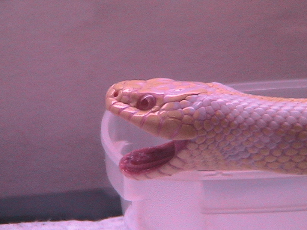 lcaliforniakingsnakel