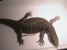 Savannah Monitor