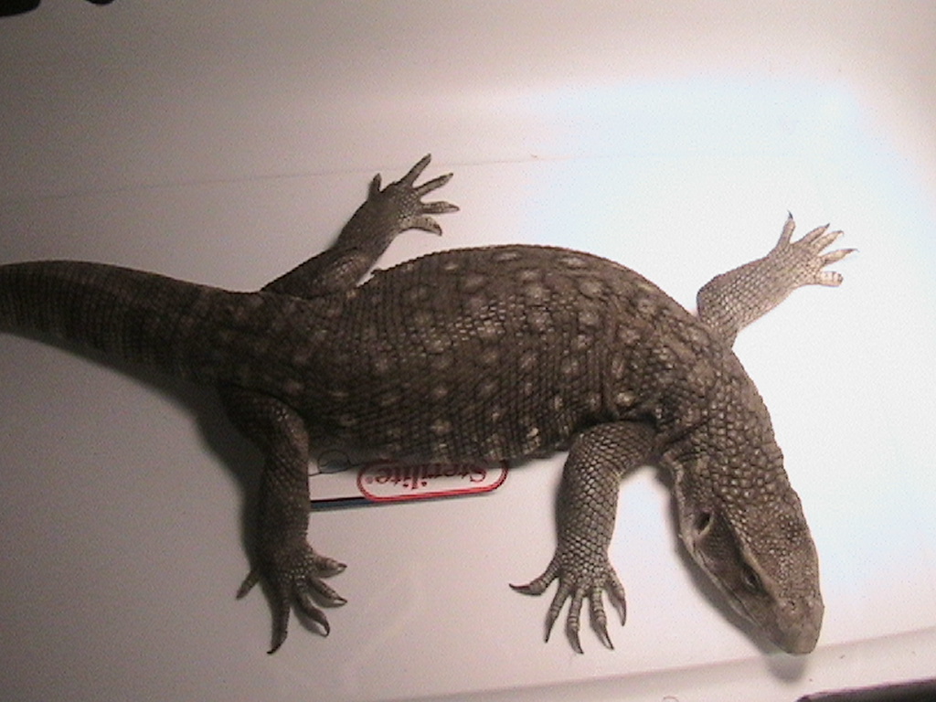 Savannah Monitor