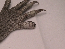 Savannah Monitor Broken Claw